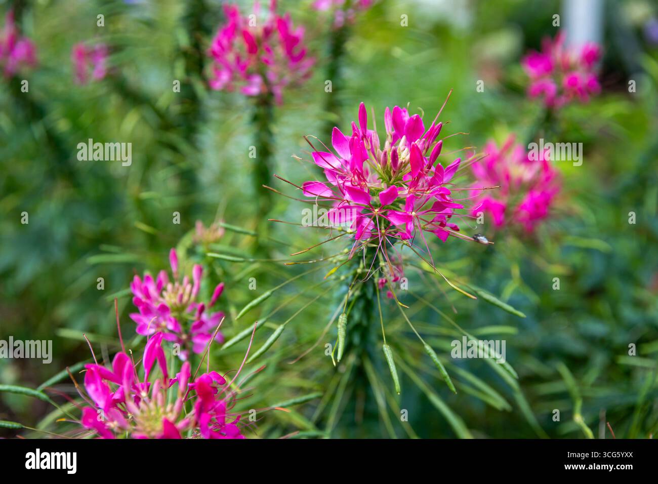 Leuchtende rosafarbene Spinnenblume (Cleome hassleriana) in voller Blüte mit ihren einzigartigen zarten Blütenblättern und markanten Staubblättern inmitten üppig grüner Blätter Stockfoto