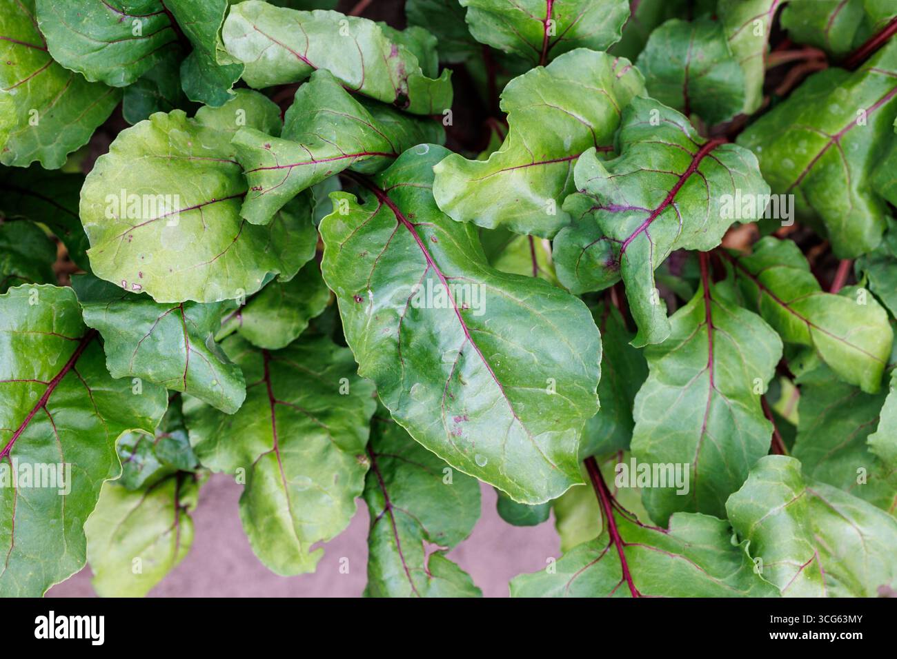 Blätter von Roten Bete, die im Gemüsegarten in Polen gezüchtet wurden Stockfoto