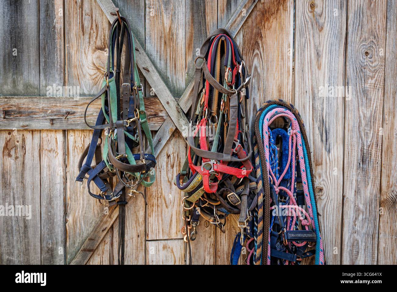 Reitausrüstung und Halterungen hängen an einer verwitterten, hölzernen Scheunentür Stockfoto