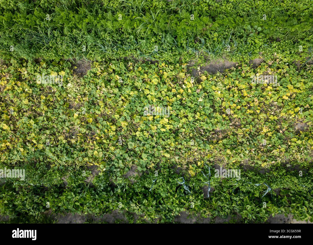 Drohnenblick auf den Gemüsegarten im Hinterhof in Polen Stockfoto
