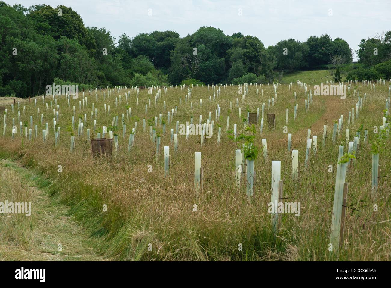 Cotswolds, England, Großbritannien Kunststoffzylinder schützen New Trees in einer Baumschule vor Hirschen, Gloucestershire. Stockfoto