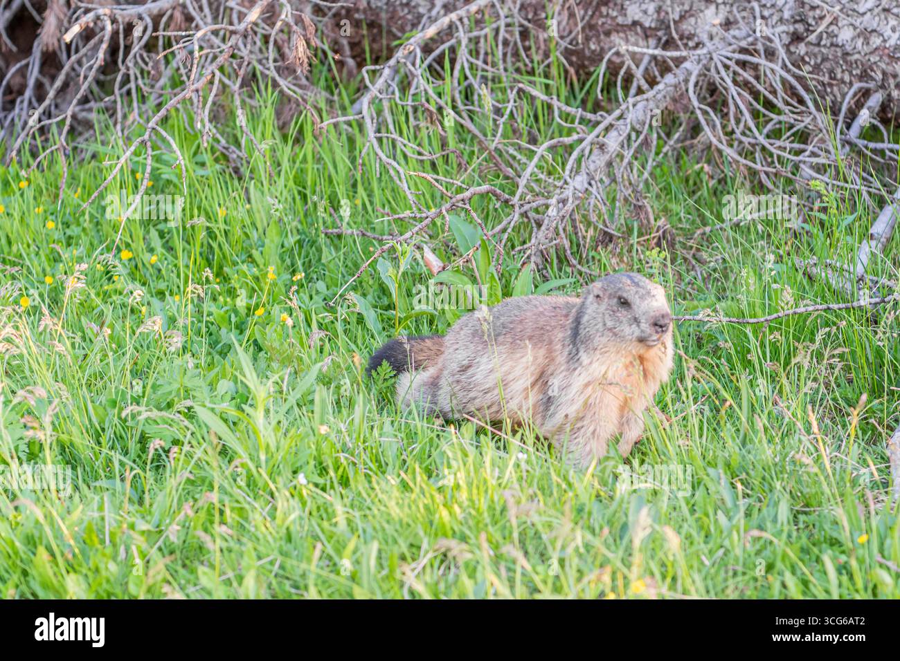 Die alpine Murmeltier (Marmota marmota) ist eine große Masse - Wohnung Eichhörnchen, aus der Gattung der Murmeltiere. Es ist in hoher Anzahl im Gebirge o gefunden Stockfoto