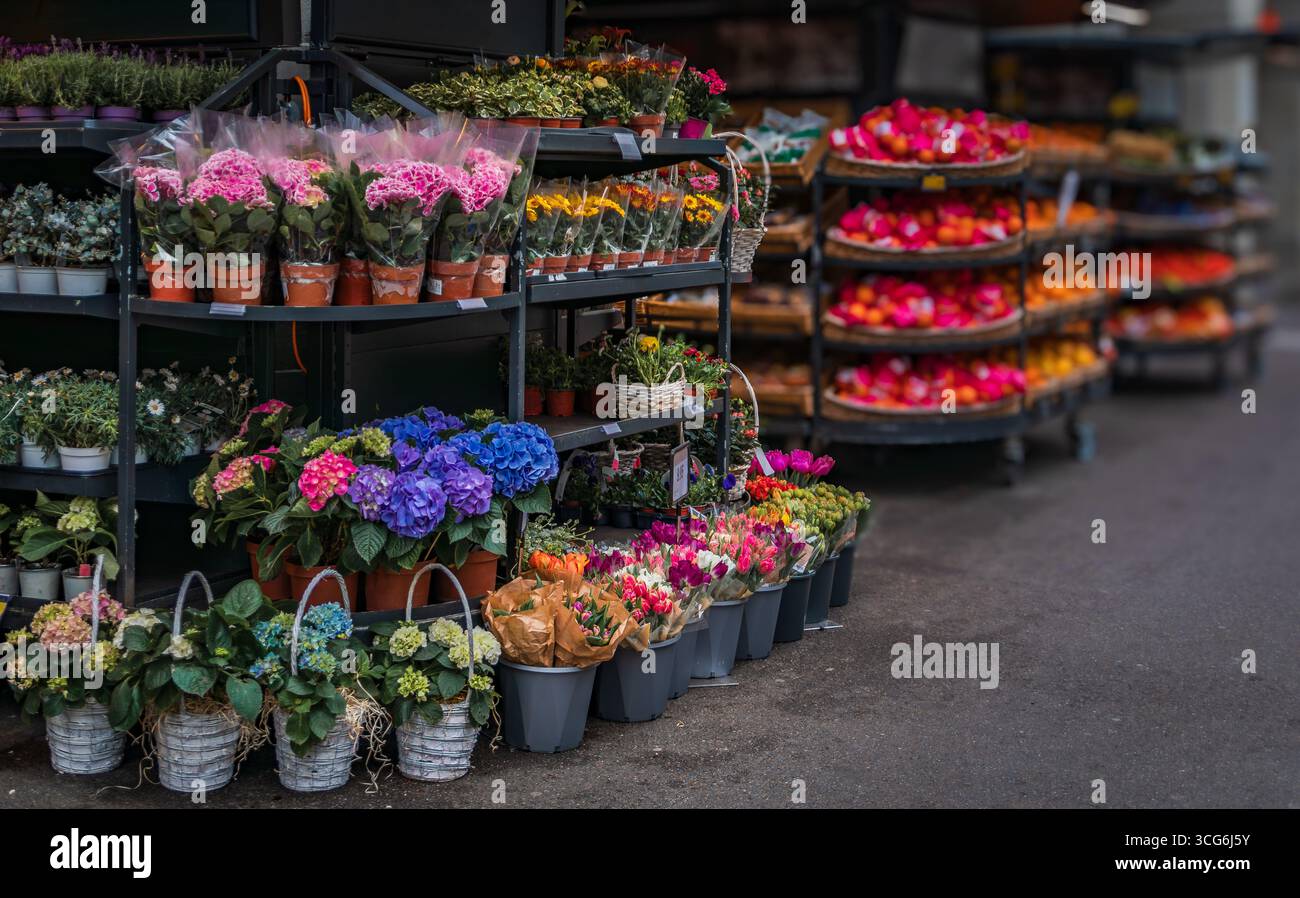 Ein lebhafter Marktstand im Freien mit verschiedenen Topfpflanzen und frischen Blumen wie Tulpen und Hortensien im Frühjahr in Zürich, Schweiz Stockfoto