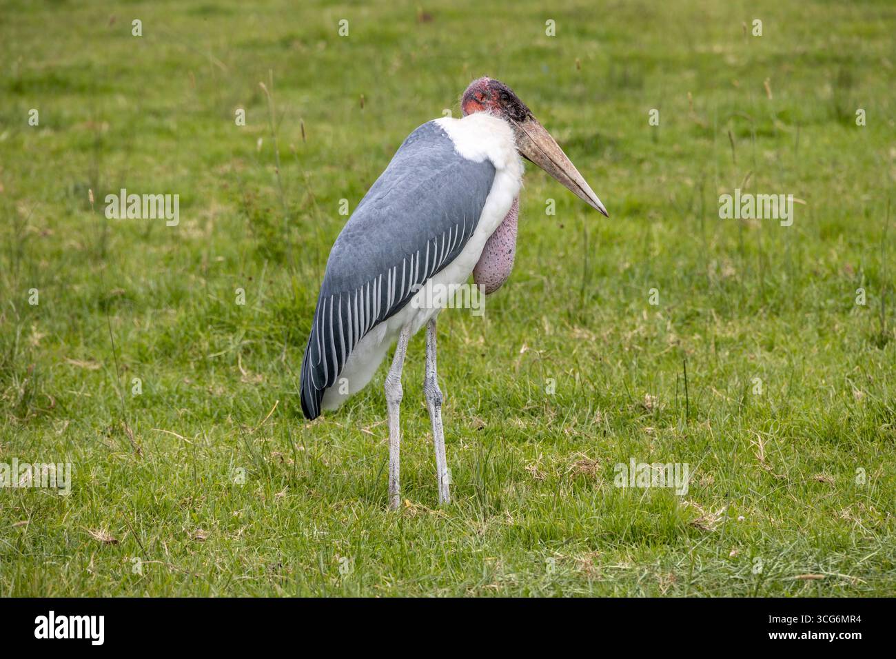 Der Maraboustorch liegt ruhig auf der Ebene, die blassen Beine sind gerade und der schwere, in Federn vergrabene, rosafarbene Blütensack ist vor grünem Rasen sichtbar. Stockfoto
