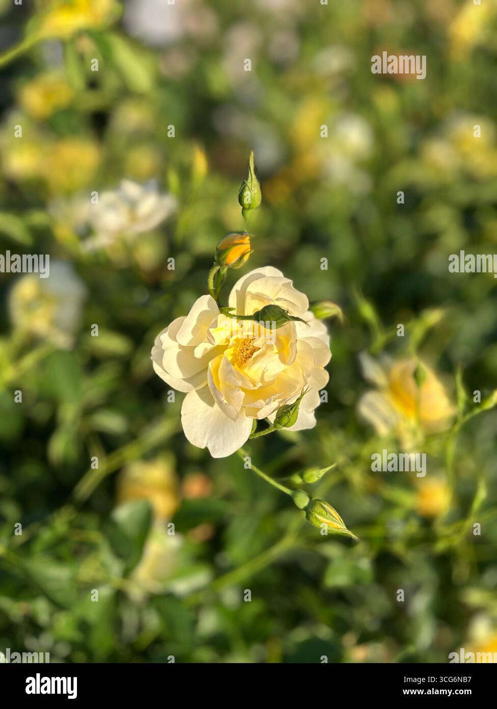 Nahaufnahme einer „Christine Helene“ Rambler-Rose (Rosa), mit goldgelben Knospen, die sich zu cremeweißen halb-doppelten Blüten öffnen, Nagoya, Japan. Stockfoto