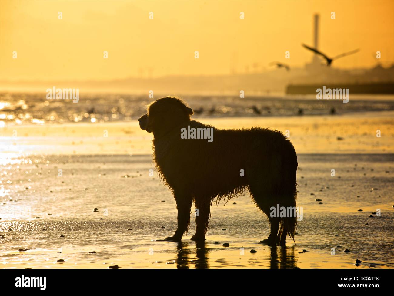 Golden Retriever steht allein auf dem Ebbe-Sand bei Sonnenuntergang. Silhouetten. Brighton und Hove, England, Großbritannien Stockfoto