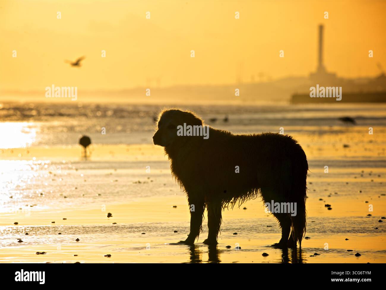 Golden Retriever steht allein auf dem Ebbe-Sand bei Sonnenuntergang. Silhouetten. Brighton und Hove, England, Großbritannien Stockfoto