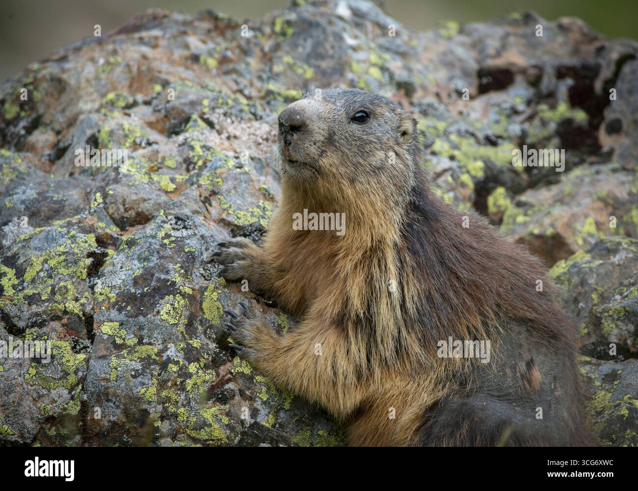 Alpines Murmeltier, Marmota marmota fotografiert in den französischen Alpen bei Chambran, Provence-Alpes-Côte D'Azur Hautes-Alpes, Frankreich. Murmeltiere sind große Bodenhörnchen der Gattung Marmota, von denen 15 Arten in Asien, Europa und Nordamerika leben. Diese Pflanzenfresser sind im Sommer aktiv, wenn sie oft in Gruppen zu finden sind, aber im Winter, wenn sie unterirdisch überwintern, nicht zu sehen sind. Sie sind die schwersten Mitglieder der Eichhörnchen-Familie Stockfoto