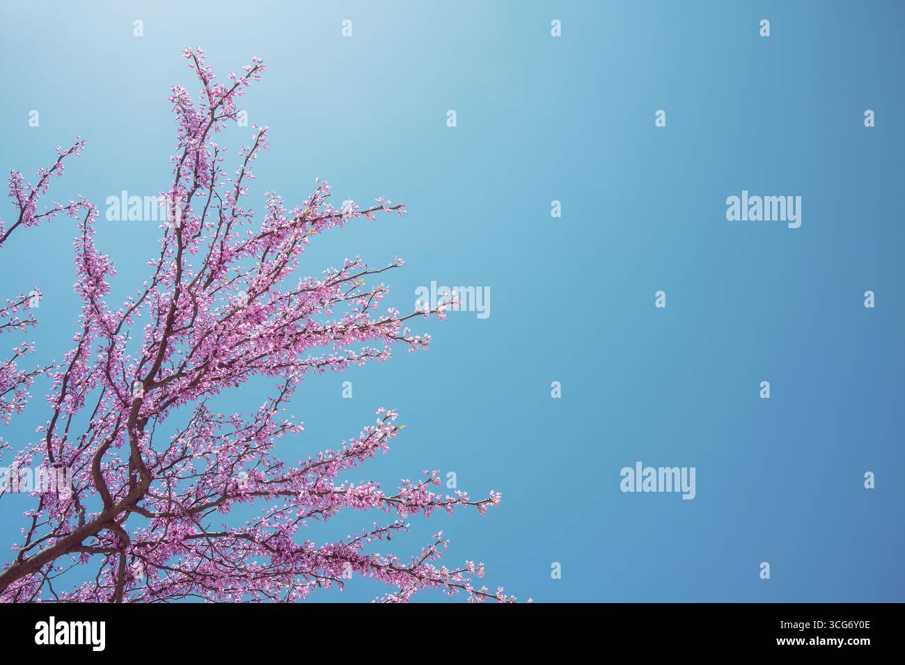 Wunderschöne blühende Äste im texanischen Frühling. Blauer Himmel mit Kopierraum. Stockfoto