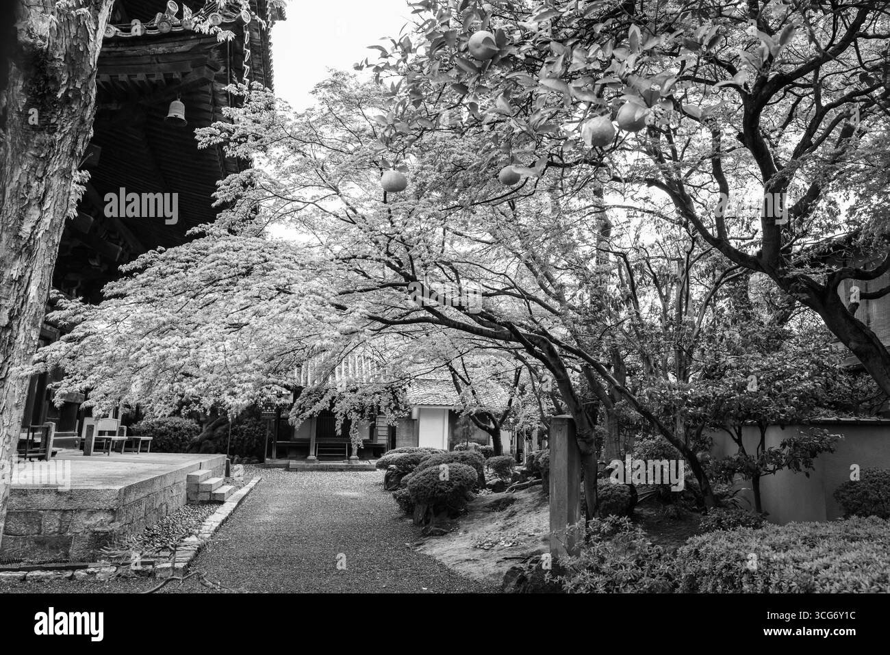 Ruhiger Blick auf einen traditionellen japanischen Garten mit blühenden Bäumen und klassischer Architektur, einfarbig für einen künstlerischen Look, der an tim erinnert Stockfoto