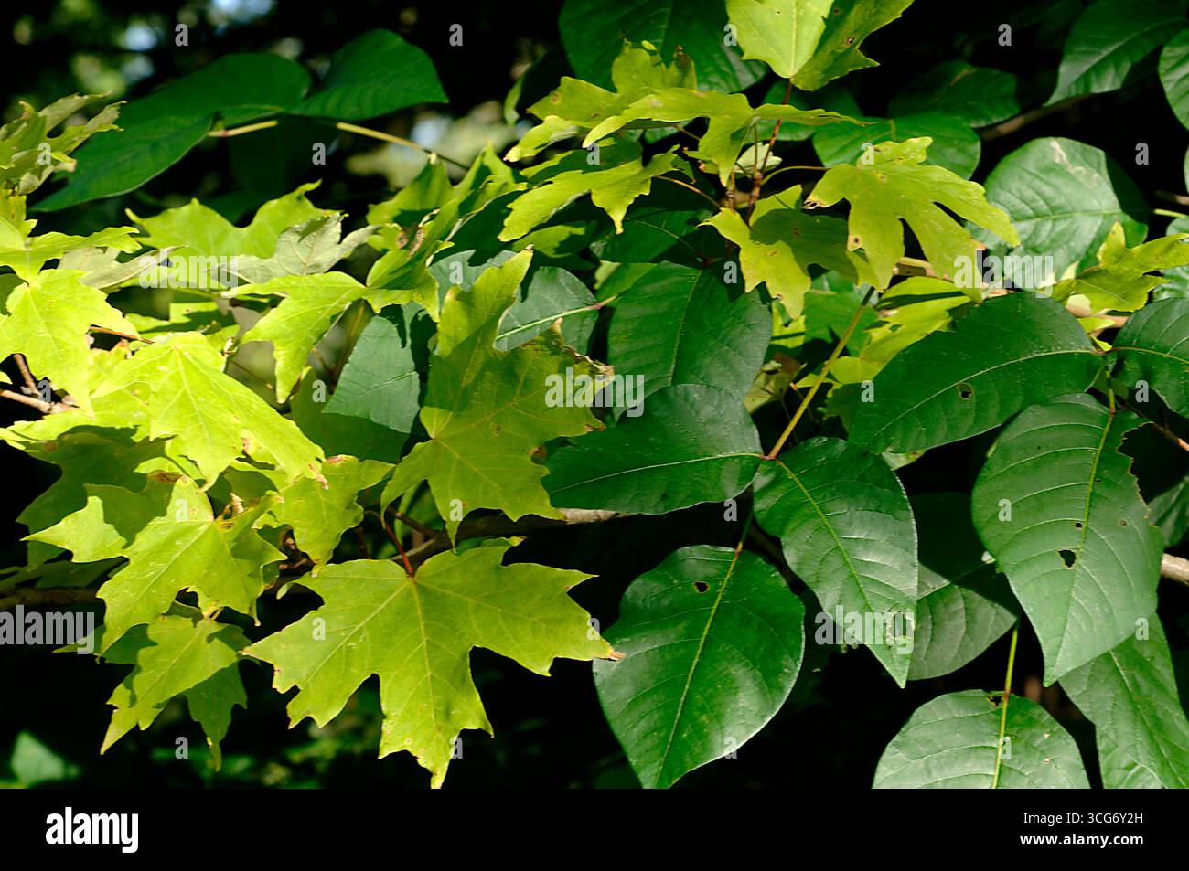 Unkraut wie efeu -Fotos und -Bildmaterial in hoher Auflsung  Alamy