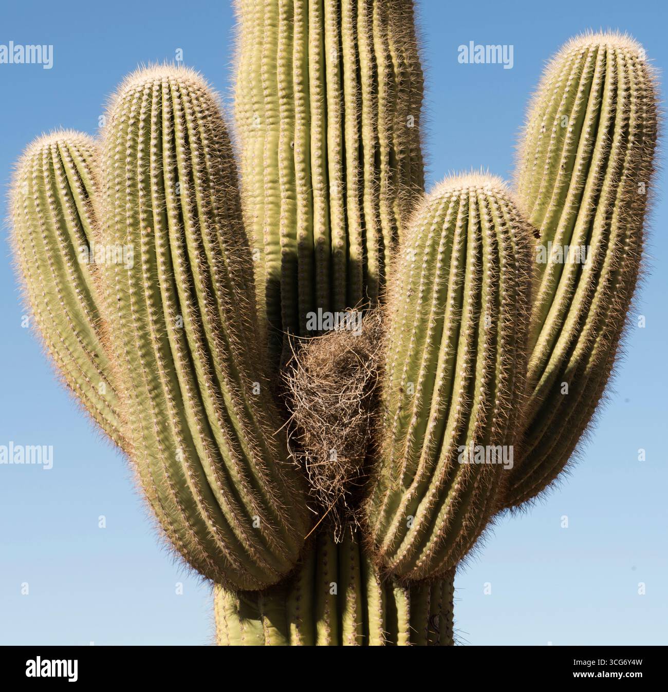 Saguaro cactus owl -Fotos und -Bildmaterial in hoher Auflsung  Alamy
