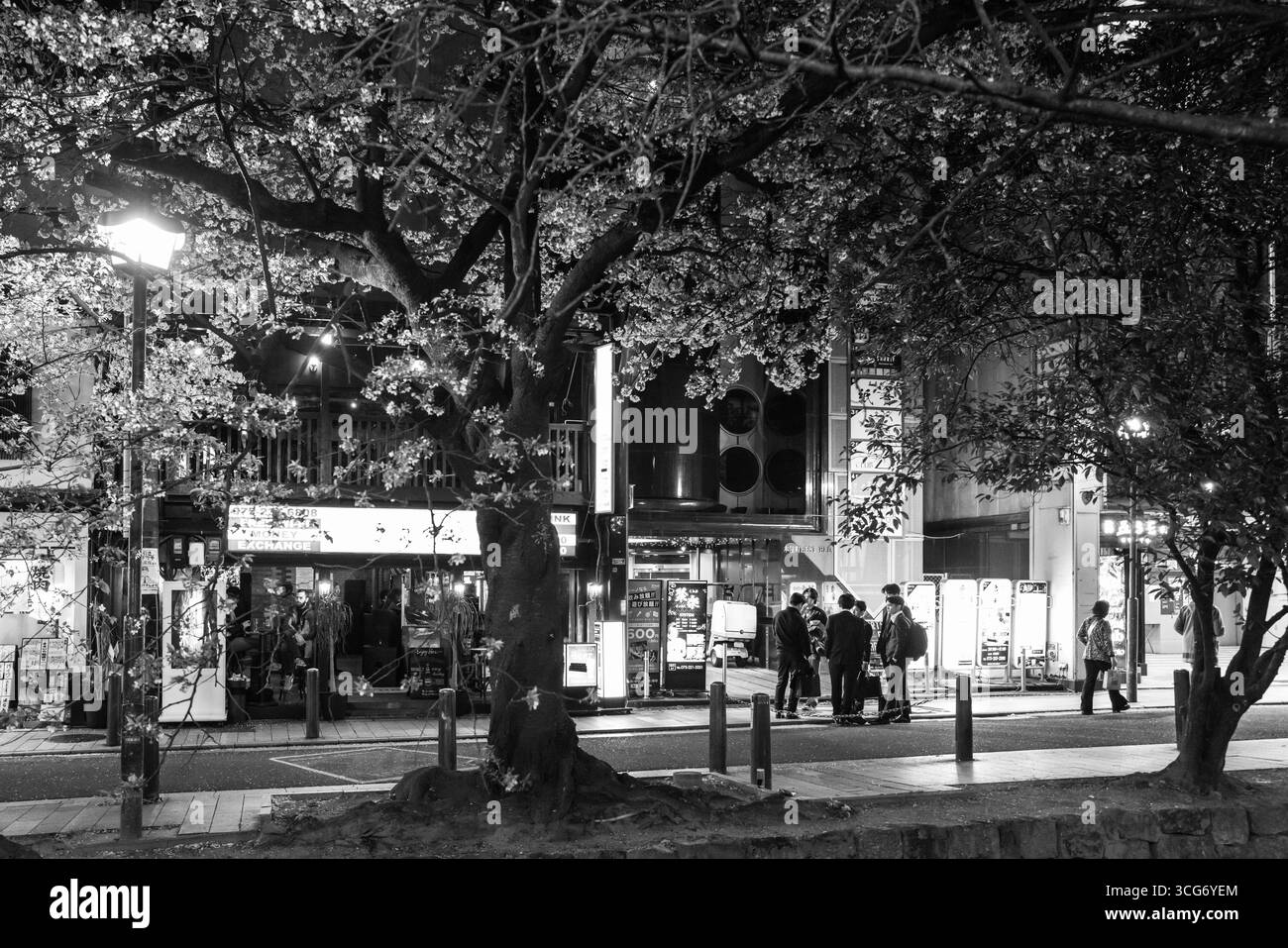 Eine fesselnde urbane Kyoto-Szene mit Kirschblüten, die nachts beleuchtet werden, Straßenlaternen und Menschen, die sich vor den Betrieben versammelten, Nakagyo Stockfoto