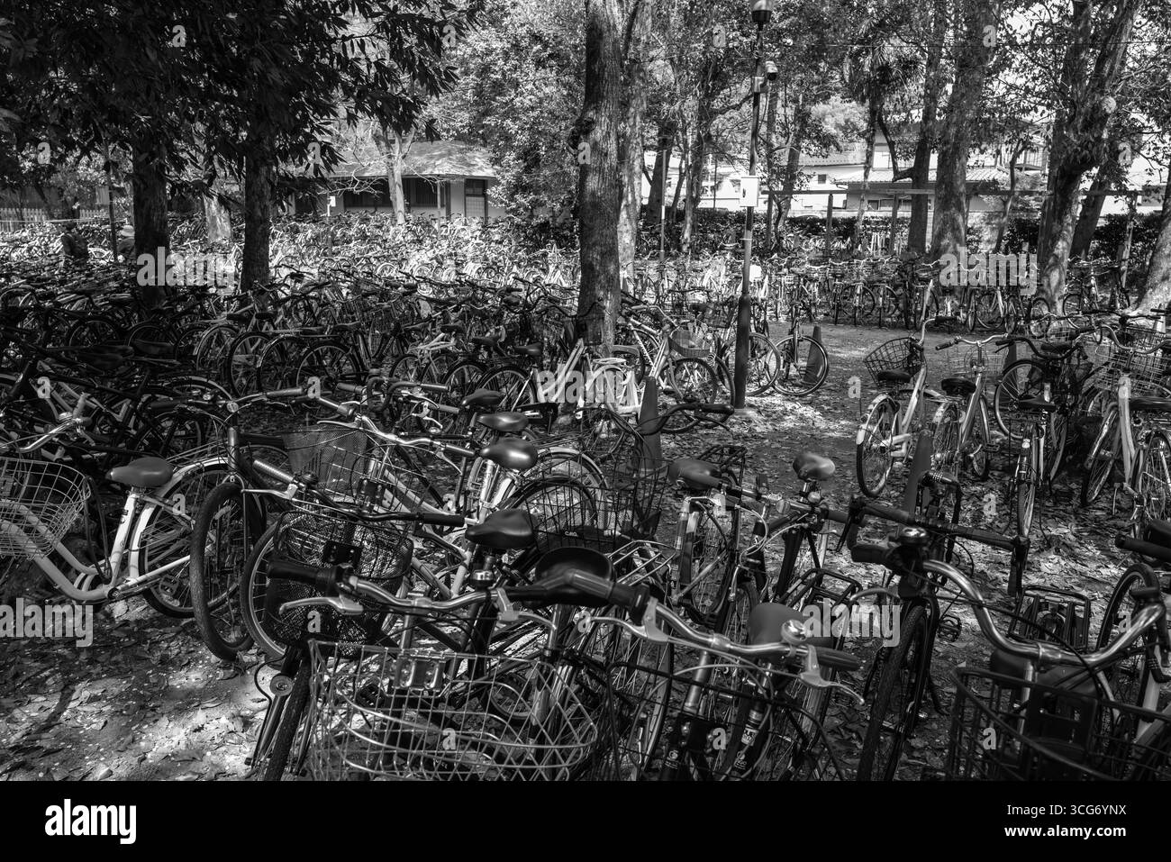 Ein Schwarzweiß-Foto, das zahlreiche Fahrräder zeigt, die dicht nebeneinander unter schattigen Bäumen geparkt sind und den Lebensstil im Freien und den städtischen Pendelverkehr unterstreicht Stockfoto