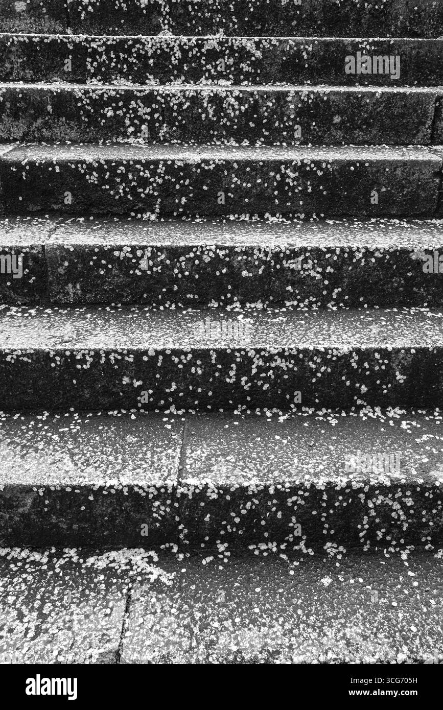 Schwarz-weiß-Foto von Steintreppen mit verstreuten Sakura-Blüten, die die sanfte Berührung der Natur in einer natürlichen Umgebung, Nanzenji Fukuchicho, zeigen Stockfoto