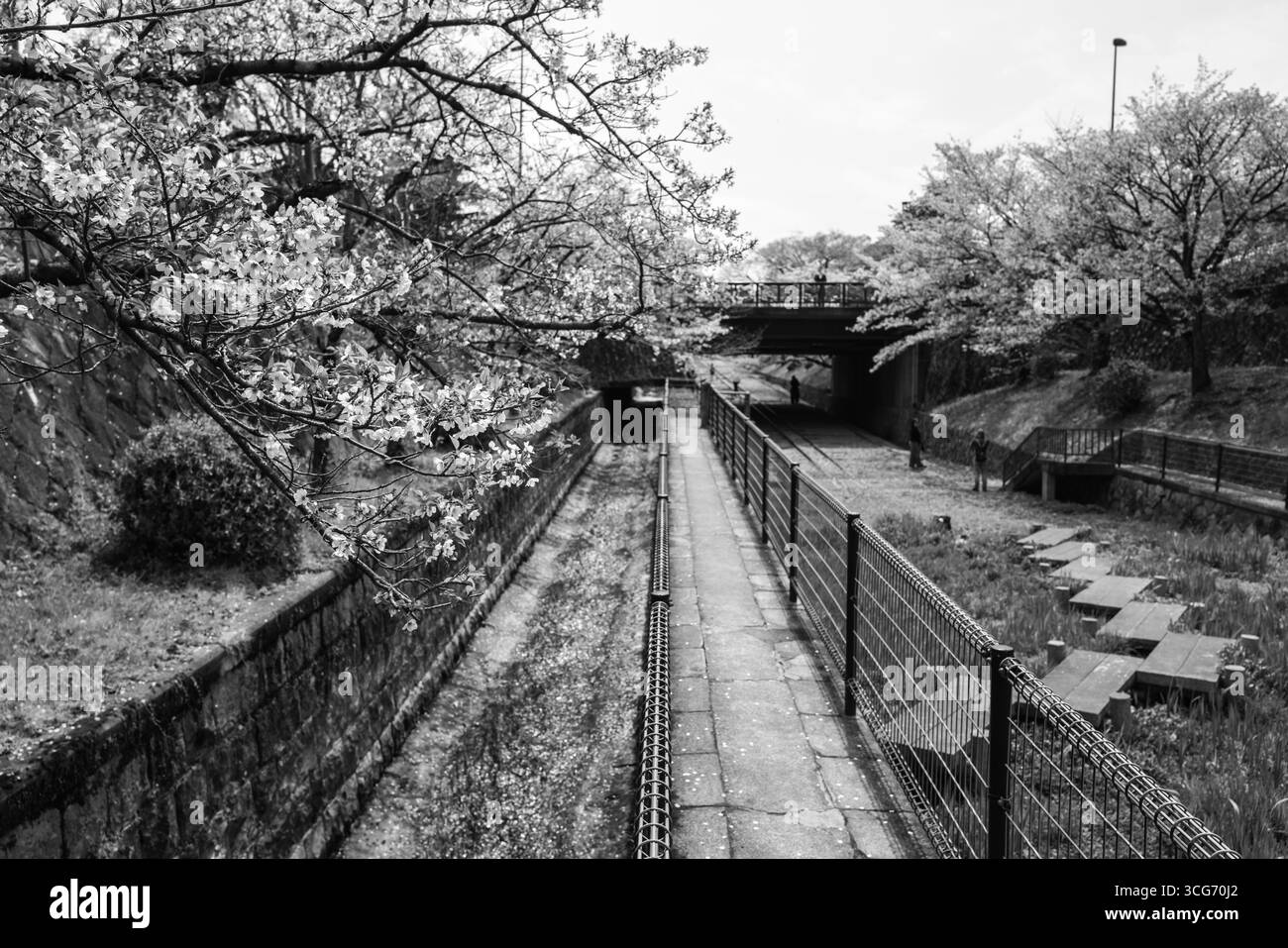 Ein ruhiges Schwarz-weiß-Foto, das einen von Bäumen gesäumten Pfad entlang der Keage Incline zeigt, mit saisonalen Kirschblüten und ruhigem Stadtviertel Stockfoto