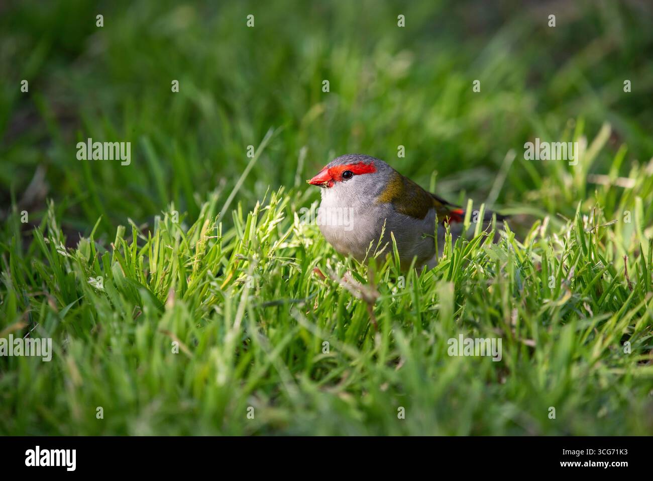 Porträt eines rot-brauen finks Nahaufnahme Stockfoto