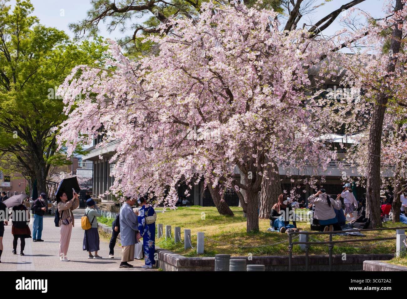 Touristen genießen einen blühenden japanischen Kirschbaum im Okazaki Park, Okazaki Saishojicho, Sakyo Ward, Kyoto, Kansai, Honshu, Japan Stockfoto