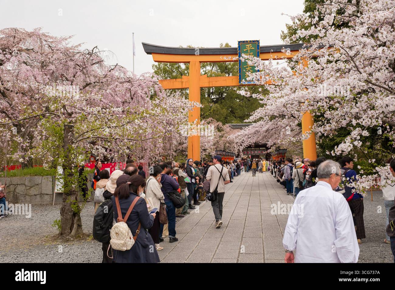 Die Zuschauer säumen den Eingang zum Hirano-Schrein, der vor Beginn des Kirschblütenfestes Ōka-Sai unter blühenden japanischen Kirschbäumen steht Stockfoto