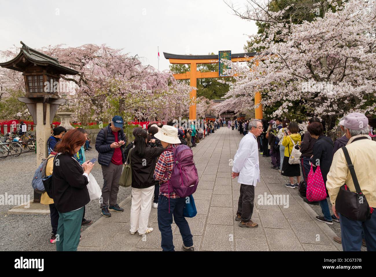 Die Zuschauer säumen den Eingang zum Hirano-Schrein, der vor Beginn des Kirschblütenfestes Ōka-Sai unter blühenden japanischen Kirschbäumen steht Stockfoto