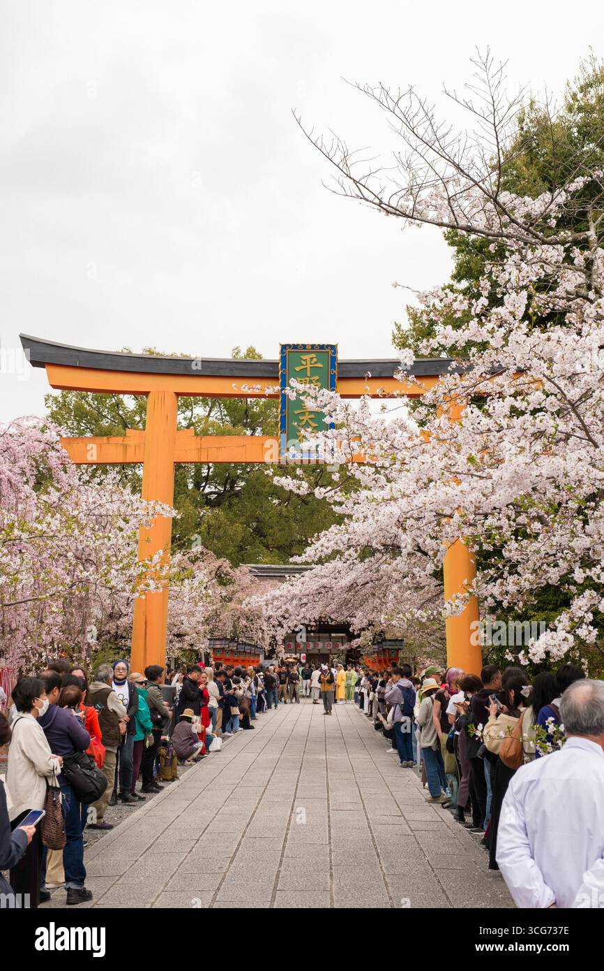 Die Zuschauer säumen den Eingang zum Hirano-Schrein, der vor Beginn des Kirschblütenfestes Ōka-Sai unter blühenden japanischen Kirschbäumen steht Stockfoto