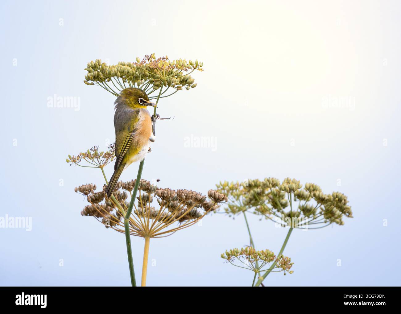 Kleiner Vogel, der auf Pflanzenstängel vor dem hellen blauen Himmel thront Stockfoto