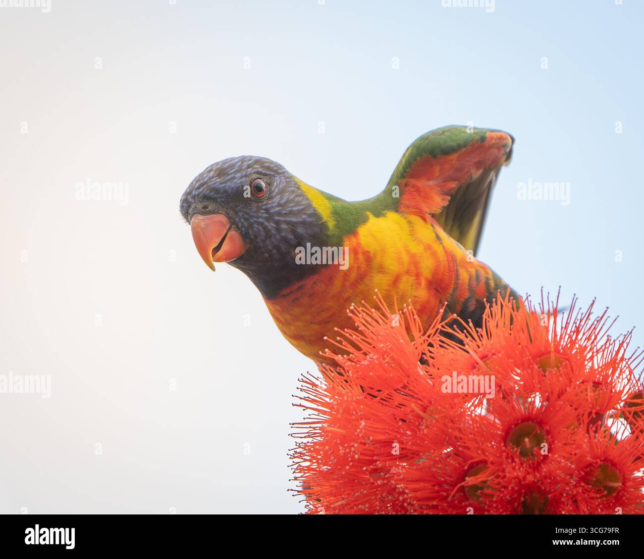 Rainbow Lorikeet thront auf roten Eukalyptusblüten Stockfoto