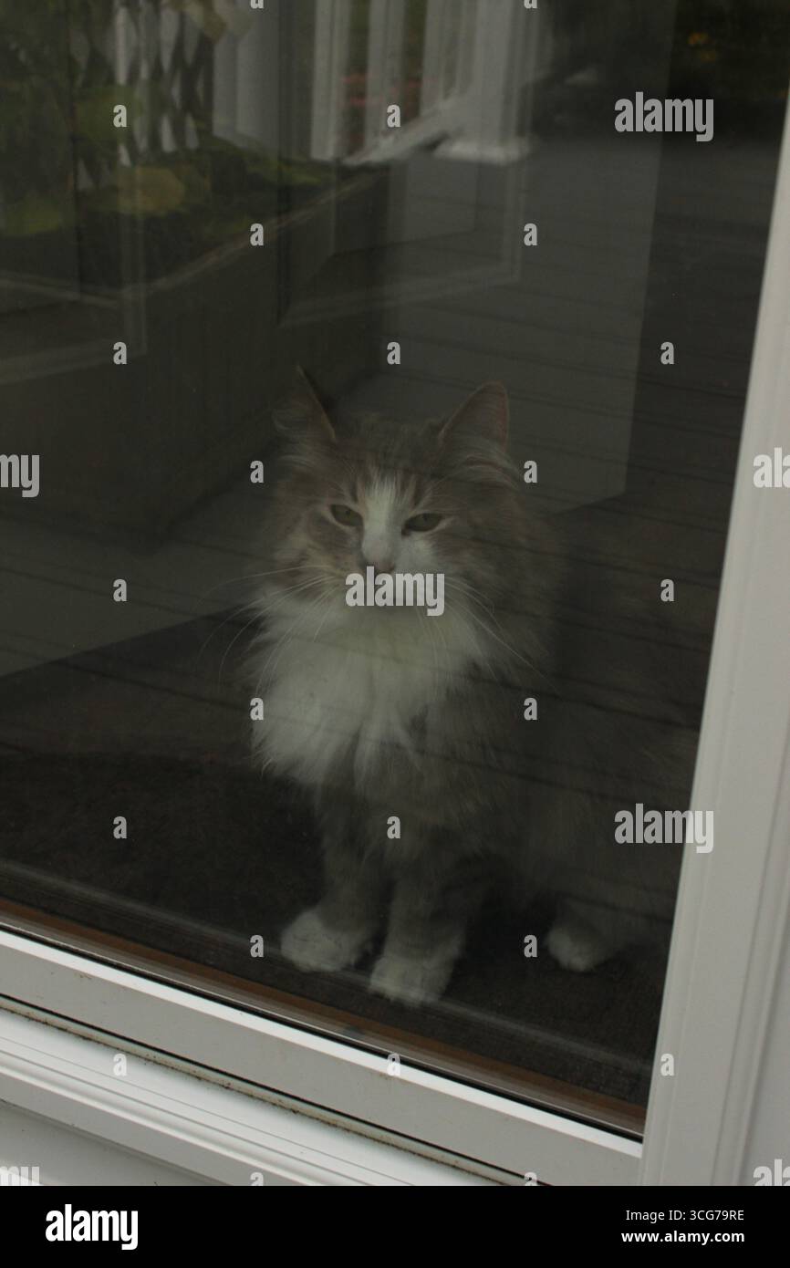 Flauschige graue und weiße Katze, die aus einer Glastür blickt Stockfoto
