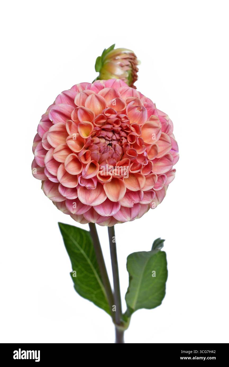Pfirsichfarbene Kugel Dahlienblume in voller Blüte auf weißem Hintergrund Stockfoto