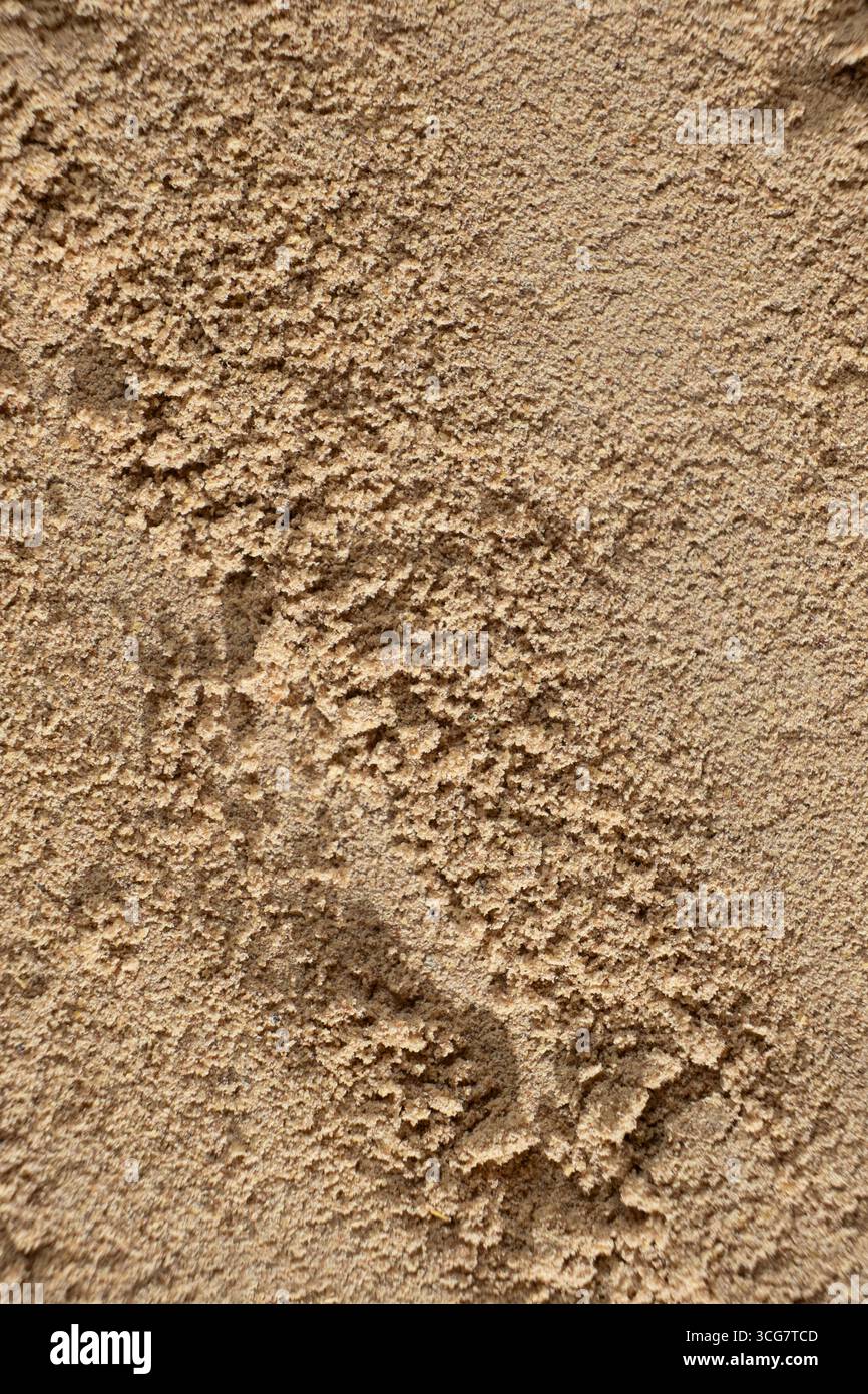 Leinsamenpulver Mehl. Küchenhintergrund von oben. Stockfoto
