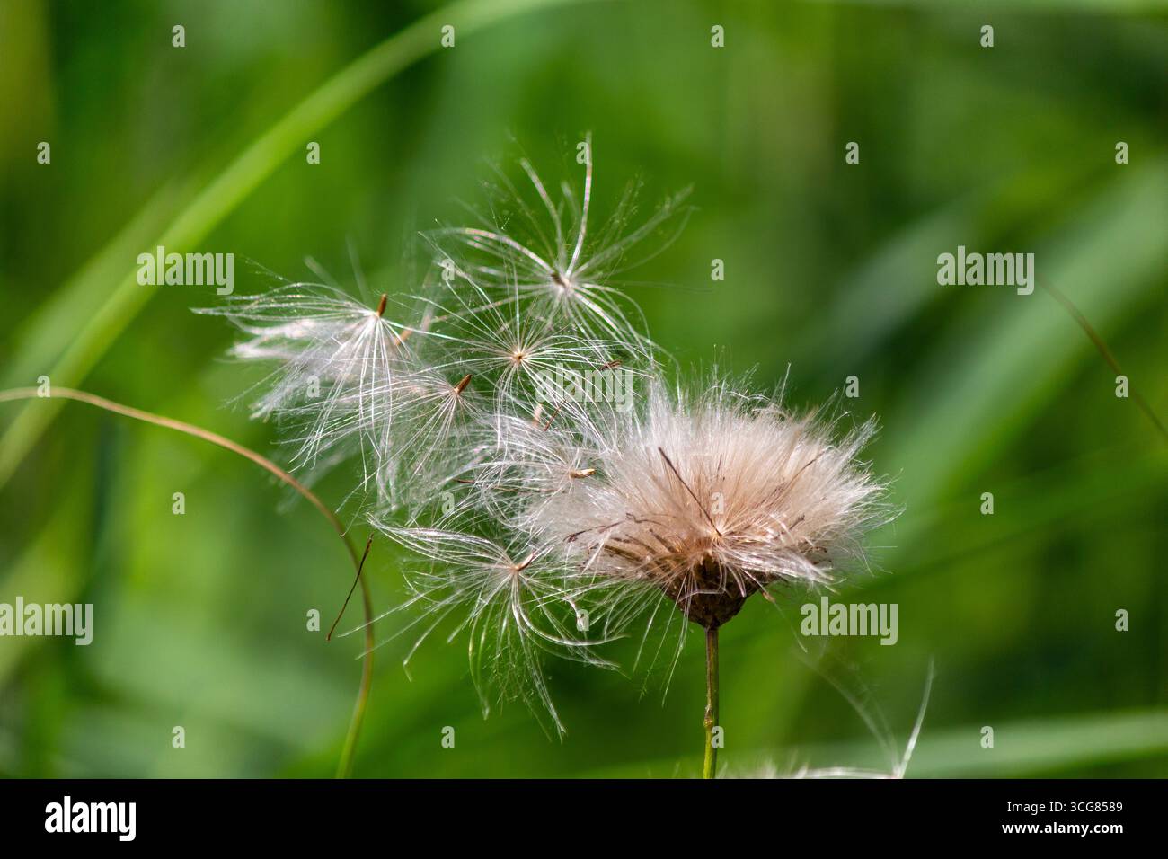 Löwenzahn Samen im Wind und auf grünem natürlichem Hintergrund Stockfoto