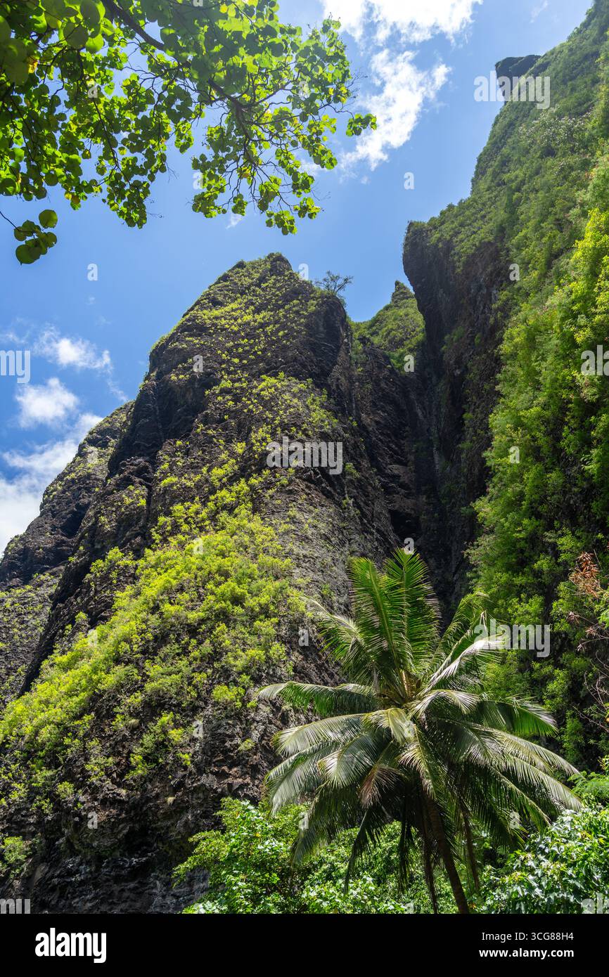 Ein üppiger Dschungelpfad durch das Hakaui-Tal, Nuku Hiva, die Marquesas-Inseln und Französisch-Polynesien. Majestätische Basaltklippen und dichte Vegetation umgeben die Tra Stockfoto