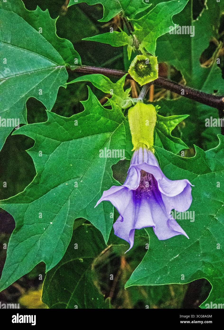 Jimsonweed-Pflanze (Datura stramonium) Stockfoto