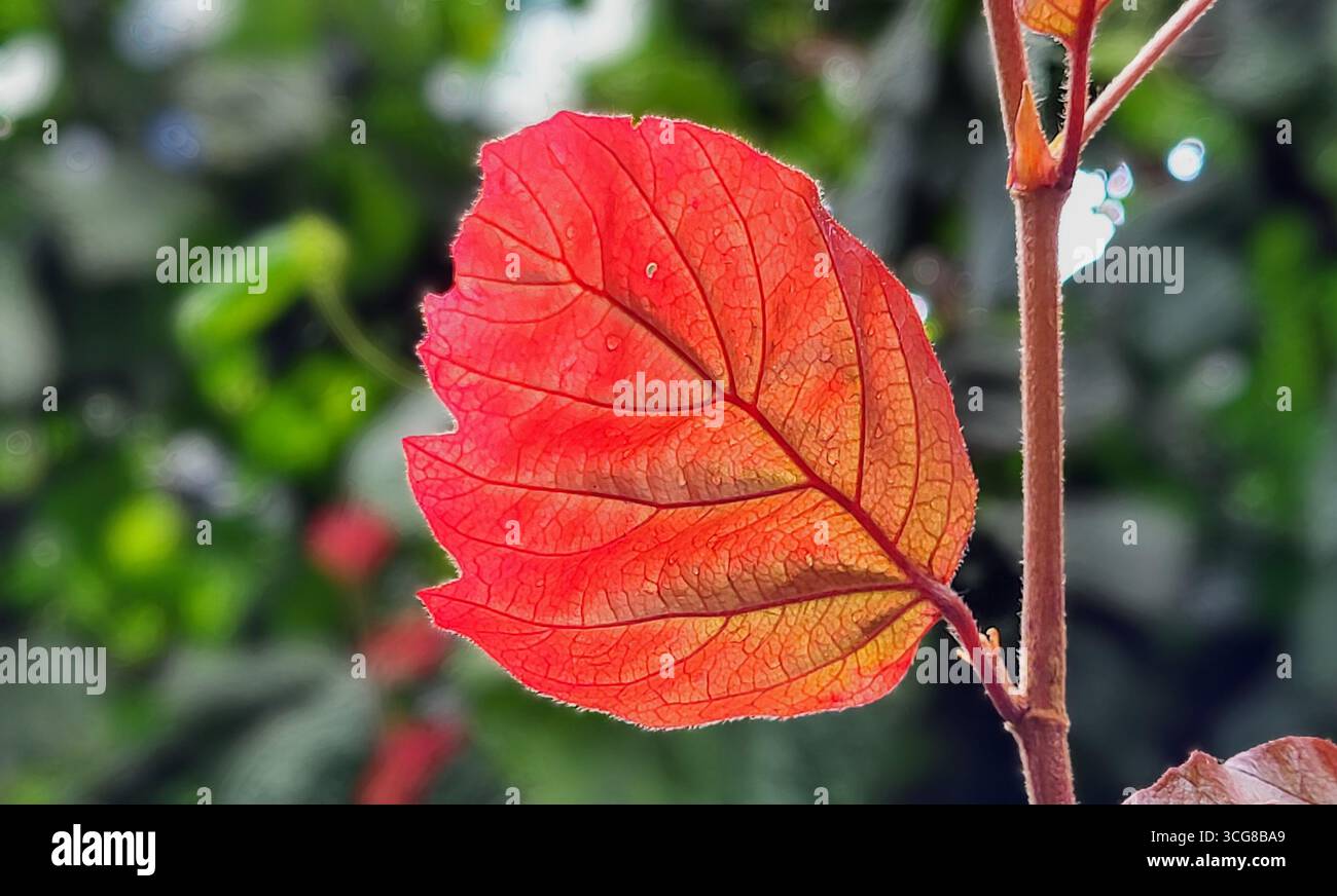 Nahaufnahme eines zarten roten Herbstblattes mit sonnendurchfluteten Adern auf einem Zweig vor einem weichen, unscharfen Hintergrund Stockfoto