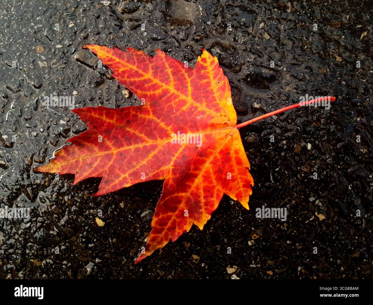 Feurig rotes Herbstahornblatt mit sichtbaren Adern auf nassem schwarzem Asphalt für starken Kontrast Stockfoto