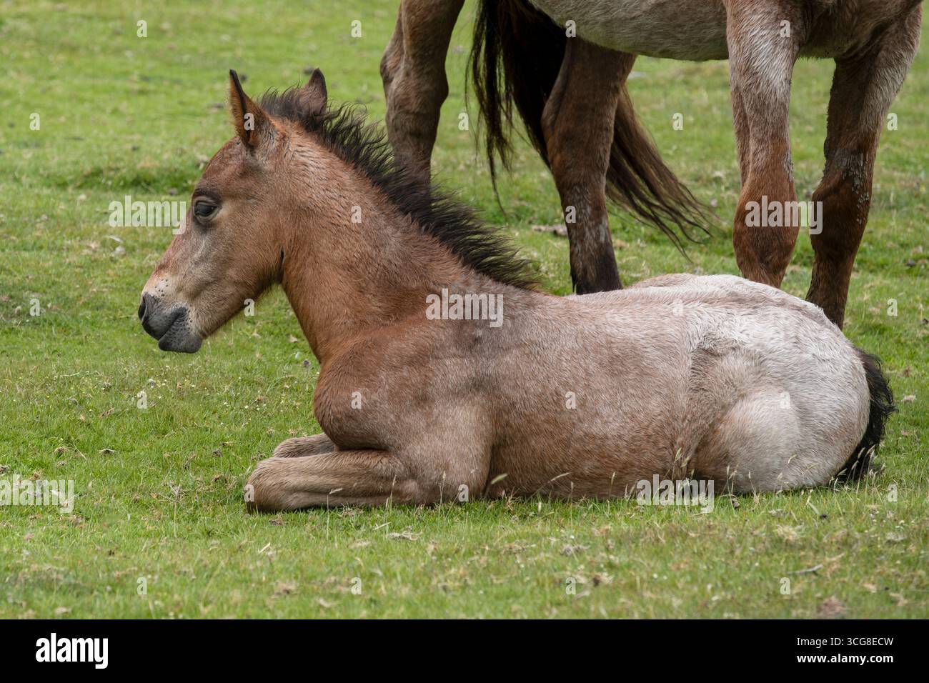 Ein wunderschönes wildes Bodmin Pony Fohlen, das auf Bodmin Moor in Cornwall in Großbritannien ruht. Stockfoto