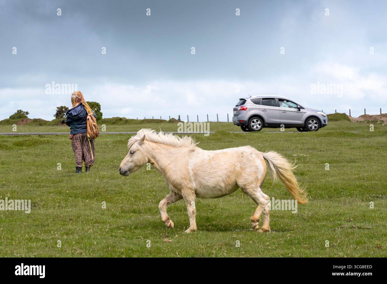 Ein wildes Bodmin-Pony auf Bodmin Moor in Cornwall in Großbritannien. Stockfoto
