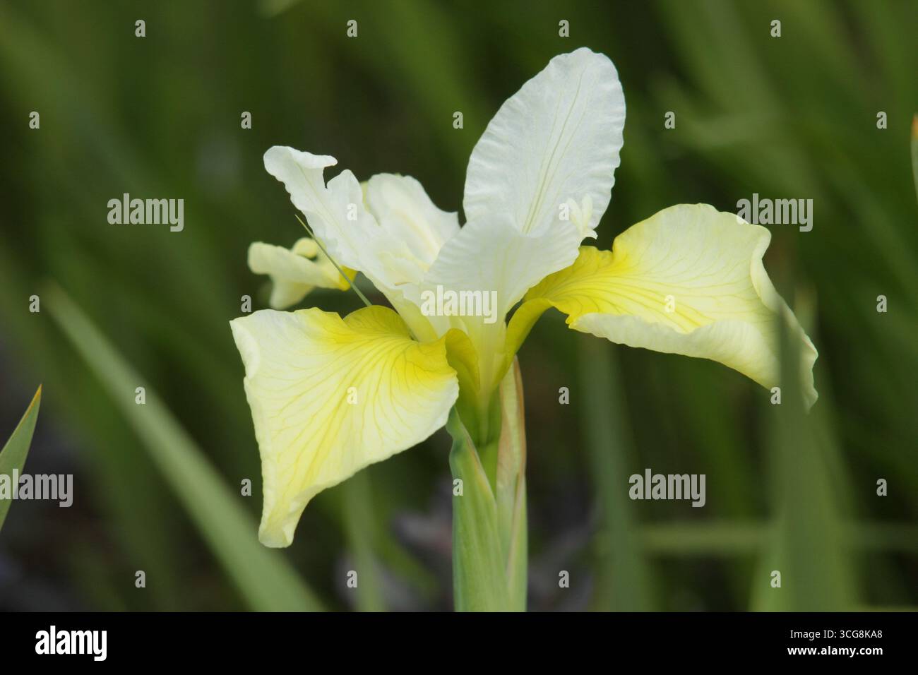 Iris-sibirica-Butter und Zucker. Sibirische Irisblume mit charakteristischen blassgelben Fällen. UK Stockfoto
