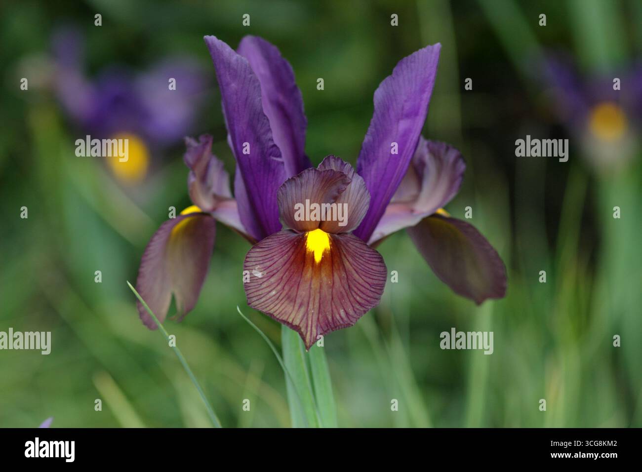 Iris Tigereye Blume mit charakteristischen lila Wasserfällen und hellgelbem Auge. UK Stockfoto