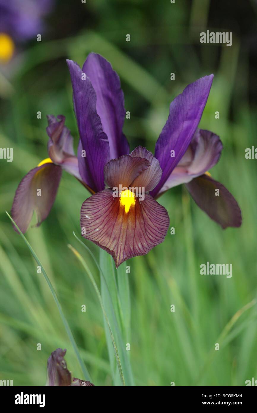 Iris Tigereye Blume mit charakteristischen lila Wasserfällen und hellgelbem Auge. UK Stockfoto