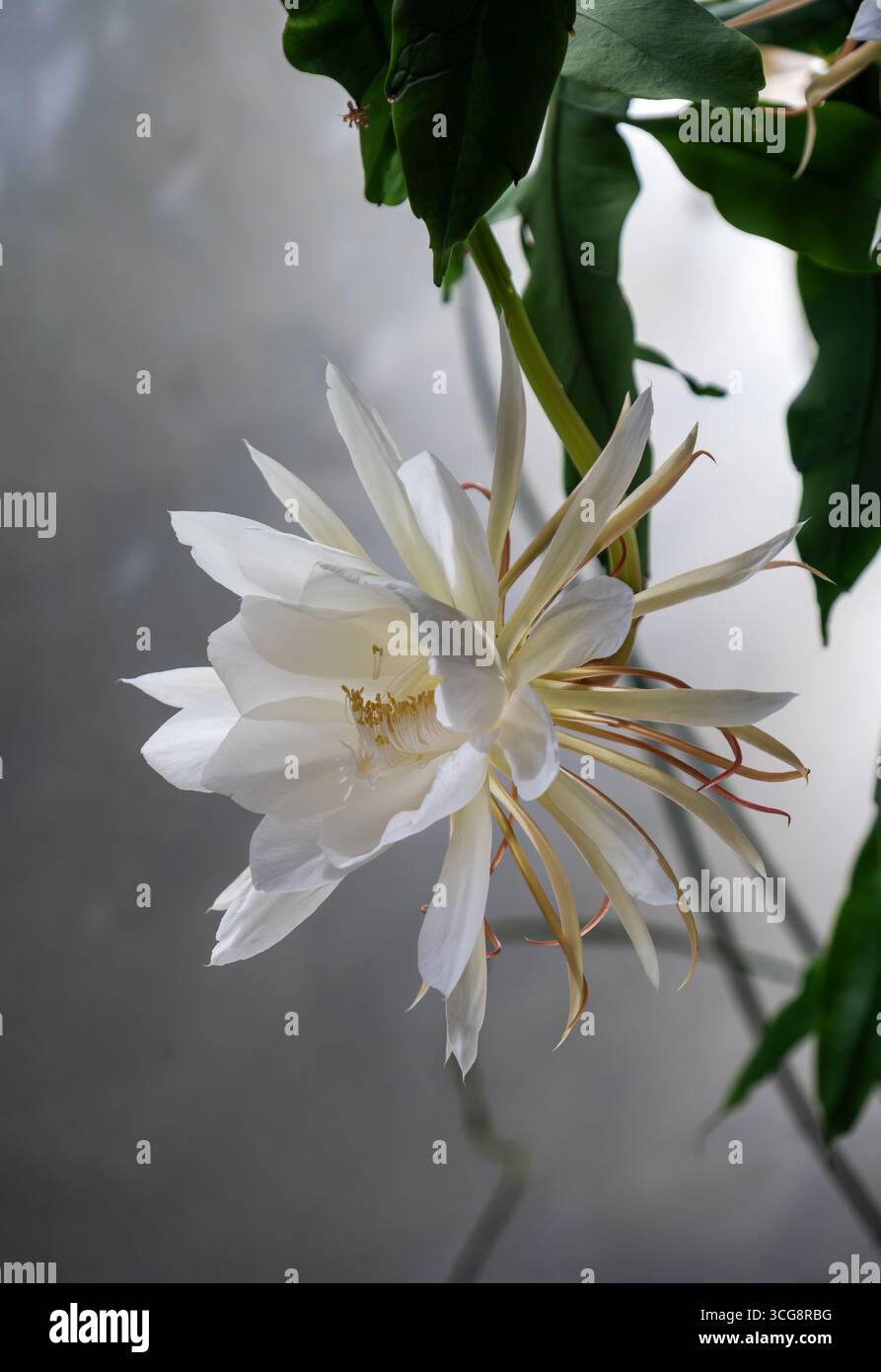 Nahaufnahme einer einzigen Blüte der Königin der Nacht (Epiphyllum oxypetalum) in voller Blüte. Seine seidenweißen Blüten und goldenen Staubblätter entfalten sich anmutig Agi Stockfoto