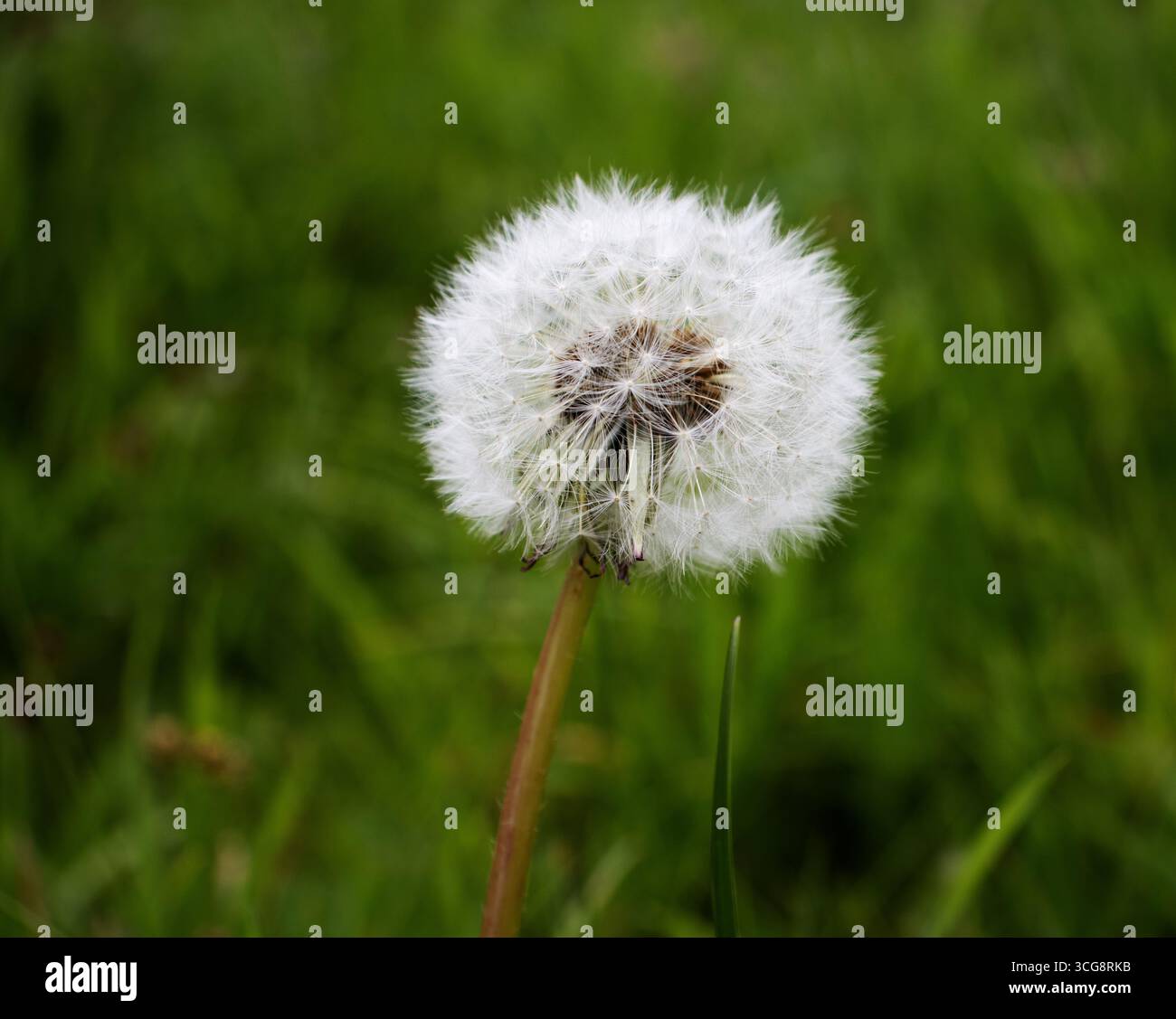 Samenkopf von Taraxacum (Familie Asteraceae) Löwenzahn mit grünem Grashintergrund Stockfoto