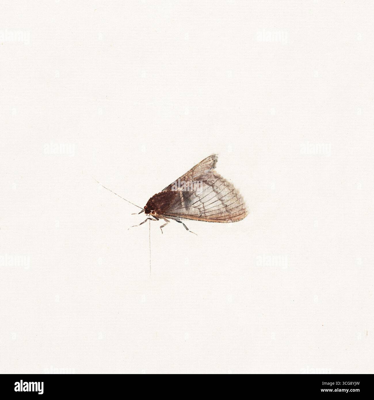 Mottenstudie - Chinesische Tinte und Farbe auf Papier, minimalistischer weißer Hintergrund Stockfoto