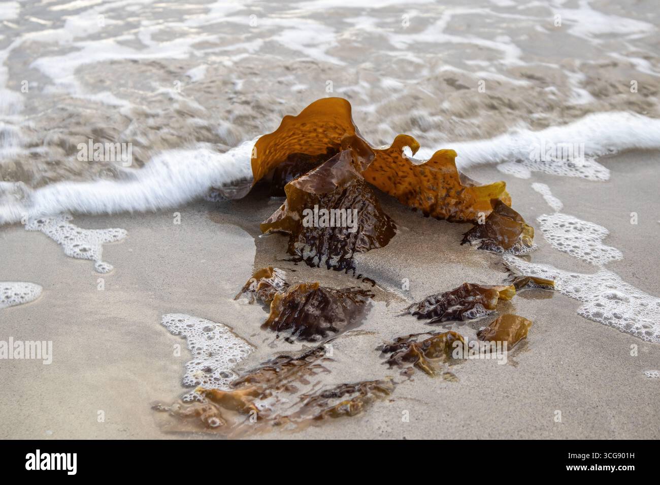 Ein Stück brauner Seetang liegt auf nassem Sand, während eine schäumende Welle über die Küste strömt Stockfoto