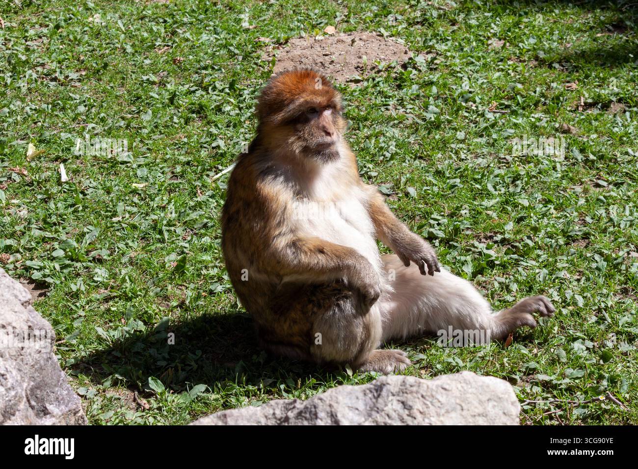 Ein Berbermakaken sitzt aufrecht auf einem grasbewachsenen, sonnendurchfluteten Feld, dessen entspannte Haltung und aufmerksamer Ausdruck ein friedliches und besinnliches Porträt erzeugen Stockfoto
