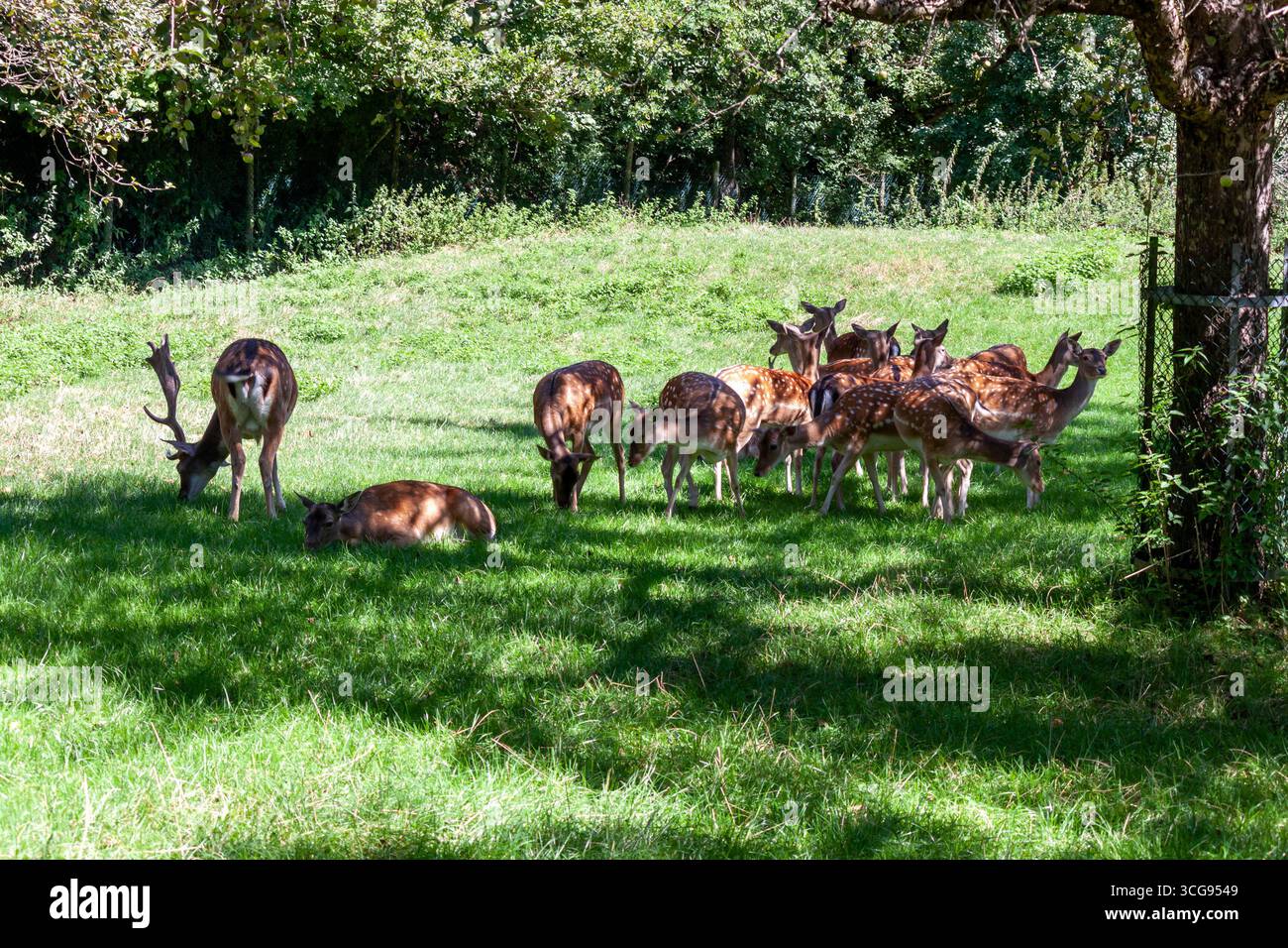 Eine wunderschöne Herde von Damhirschen wird auf einer sonnendurchfluteten grünen Wiese weidet und ruht. Der männliche Hirsch mit seinen majestätischen Geweihen ist markant, kreativ Stockfoto