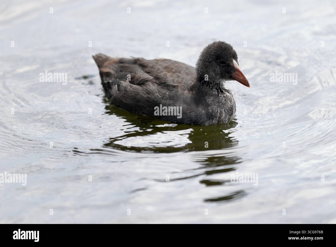 Junge eurasische Hähnchen über Wasser auf einem Amsterdamer Kanal, Niederlande, Dreiviertelblick mit grauem Flaumgefieder und sanften Kräuseln rund um den Vogel. Stockfoto