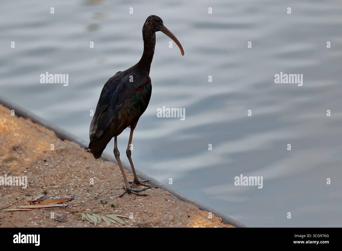 Glänzendes ibis am Rande eines Wasserkörpers im Park, langer, geschwungener Schnabel und schillerndes, dunkles Gefieder im Profil vor einer weich gewellten Oberfläche. Stockfoto Glänzendes ibis am Rande eines Wasserkörpers im Park, langer, geschwungener Schnabel und schillerndes, dunkles Gefieder im Profil vor einer weich gewellten Oberfläche. Stockfoto