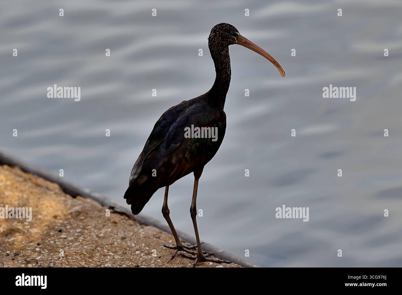 Glänzendes ibis an einer Parkküste, schlanke Waderhose mit dekurvenem Schirm und gesprenkeltem Hals, schillernde Flügel, sichtbar neben ruhigem Wasser bei weicher Abendbeleuchtung. Stockfoto Glänzendes ibis an einer Parkküste, schlanke Waderhose mit dekurvenem Schirm und gesprenkeltem Hals, schillernde Flügel, sichtbar neben ruhigem Wasser bei weicher Abendbeleuchtung. Stockfoto