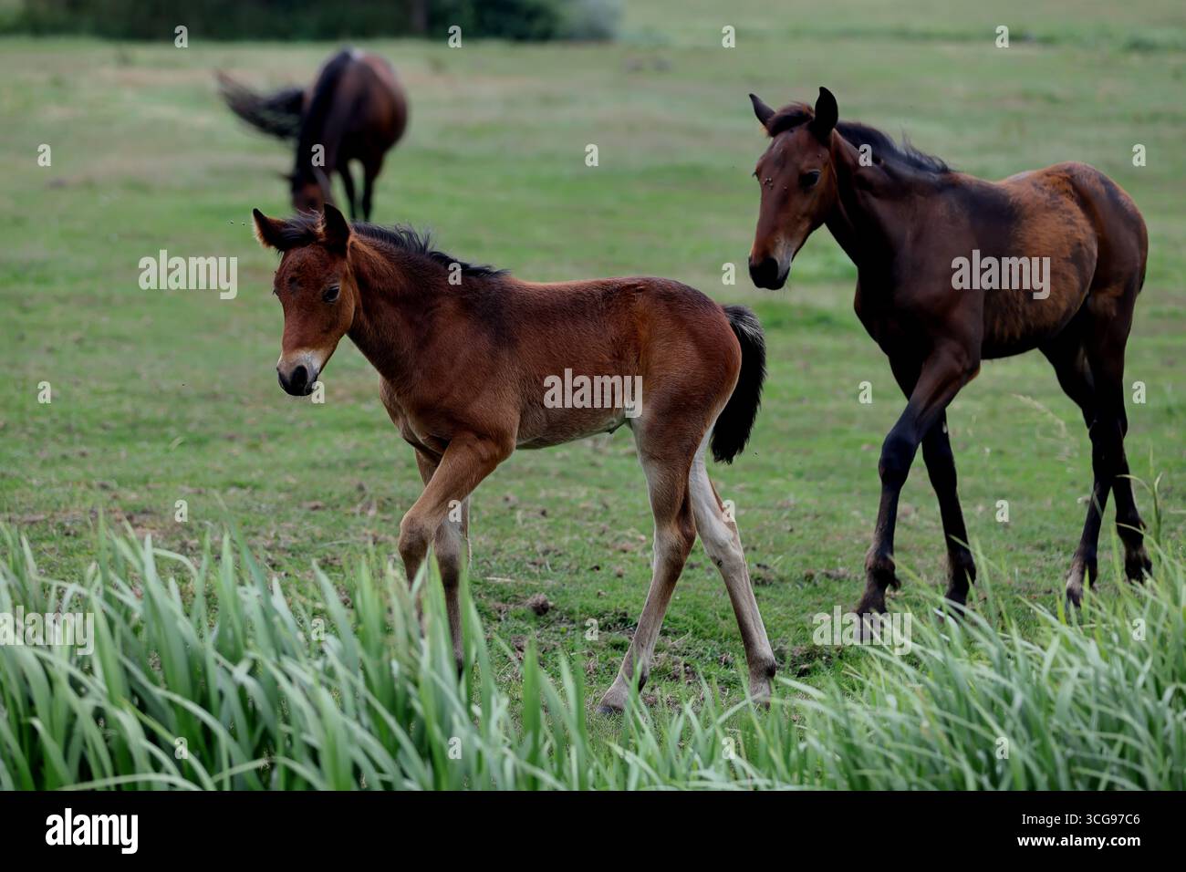 Kastanienfohlen tritt neben grünem Schilf, während ein älteres Fohlen auf der Weide folgt, fotografiert in natürlichem Licht mit weicher Hintergrundtrennung. Stockfoto